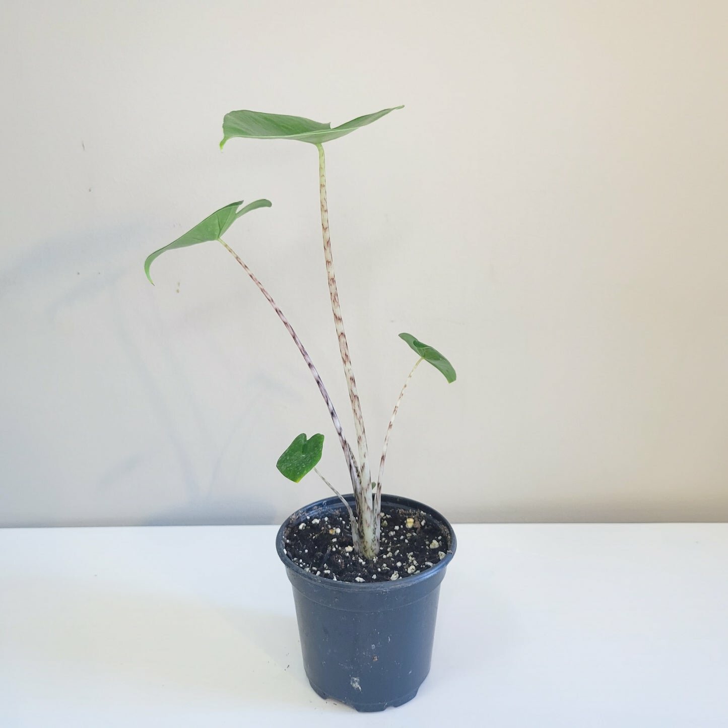 Alocasia zebrina