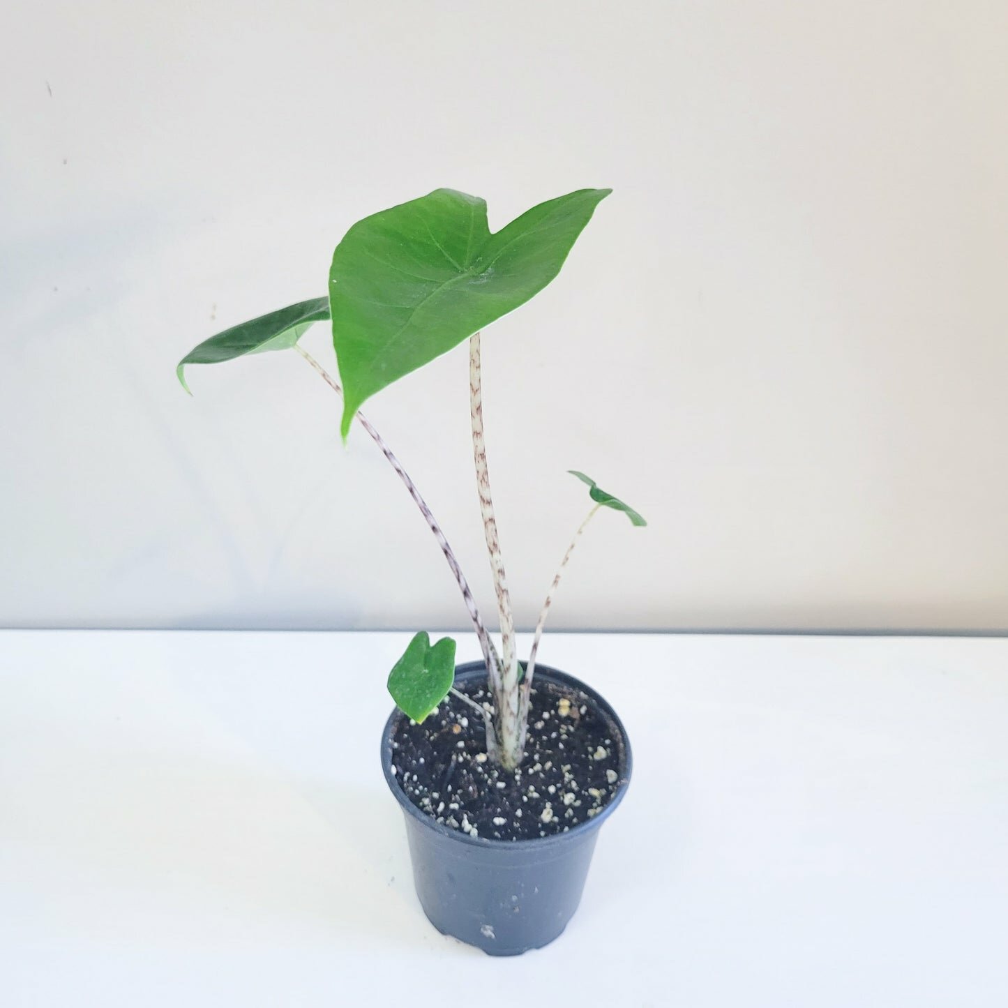 Alocasia zebrina