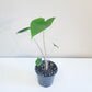Alocasia zebrina