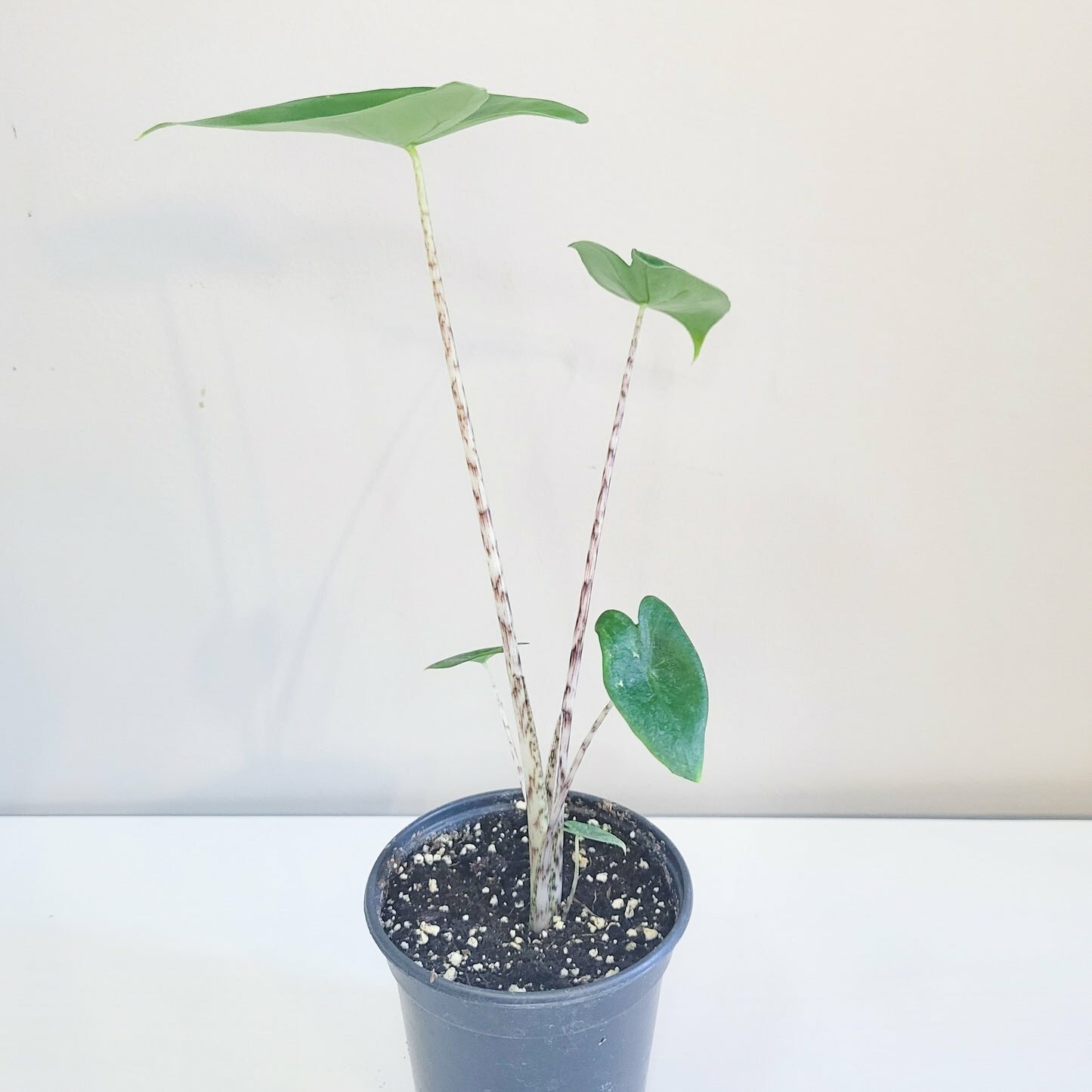 Alocasia zebrina