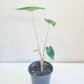 Alocasia zebrina
