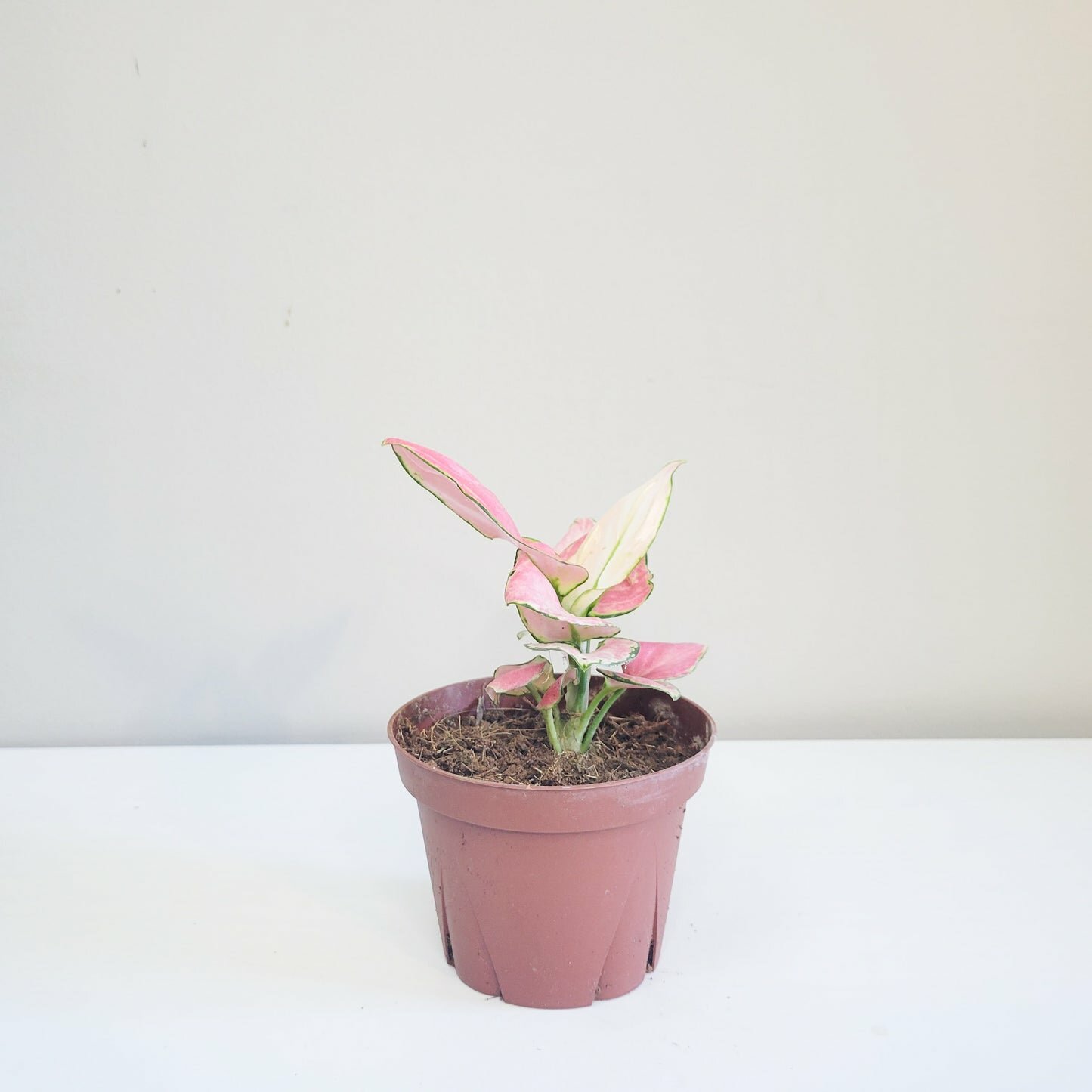 Aglaonema commutatum - Pink Anyamanee (Cherry Pink)