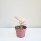Aglaonema commutatum - Pink Anyamanee (Cherry Pink)