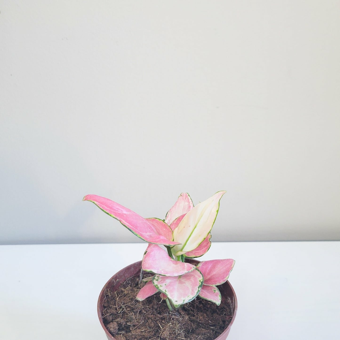 Aglaonema commutatum - Pink Anyamanee (Cherry Pink)