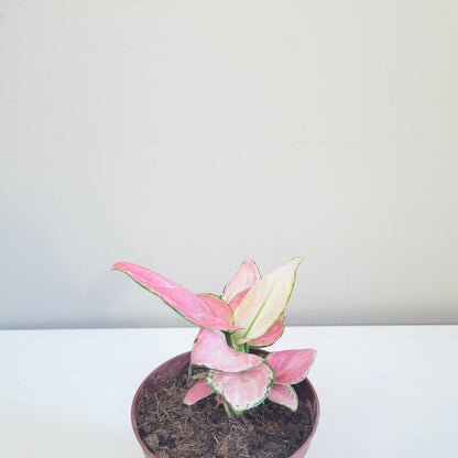 Aglaonema commutatum - Pink Anyamanee (Cherry Pink)