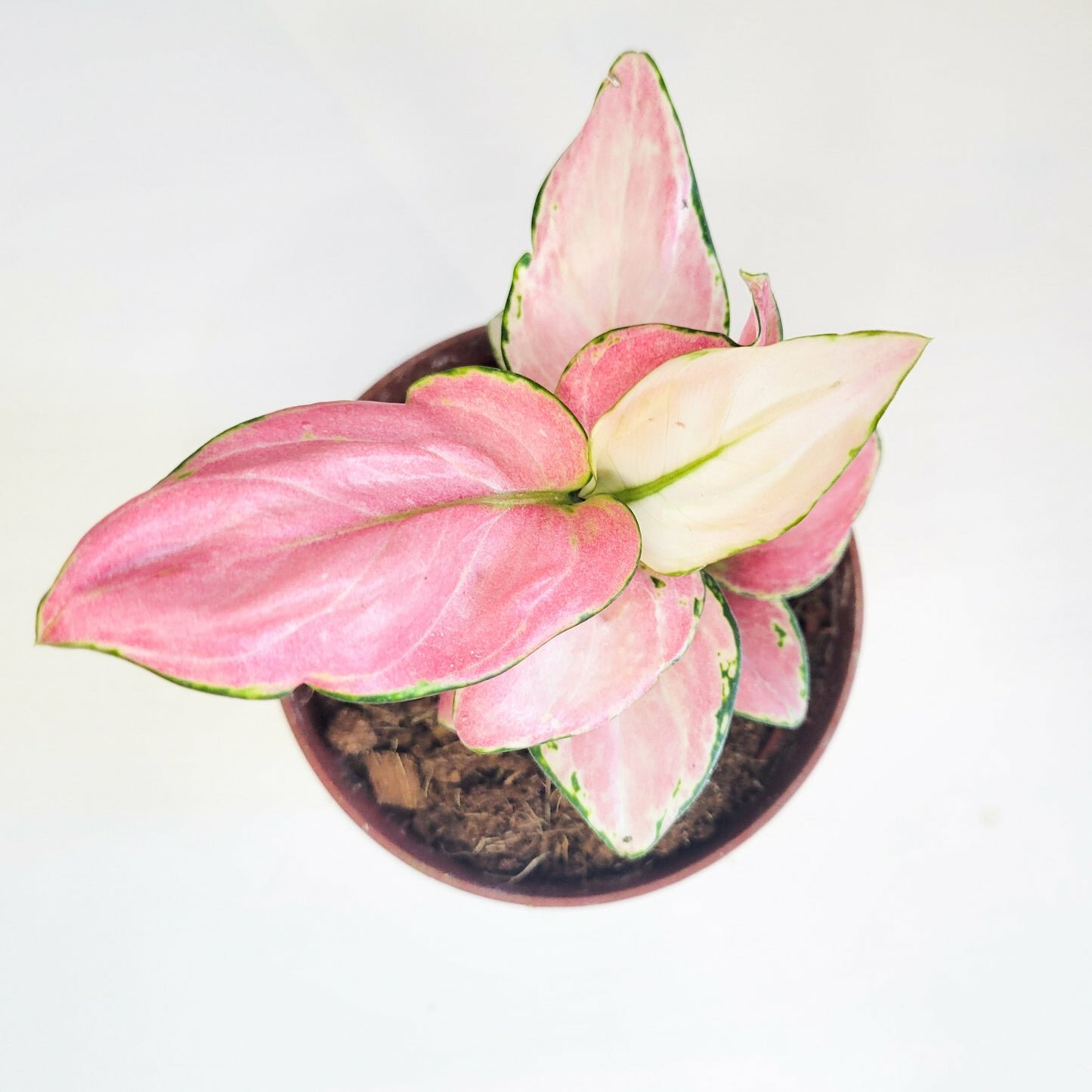 Aglaonema commutatum - Pink Anyamanee (Cherry Pink)