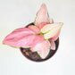 Aglaonema commutatum - Pink Anyamanee (Cherry Pink)