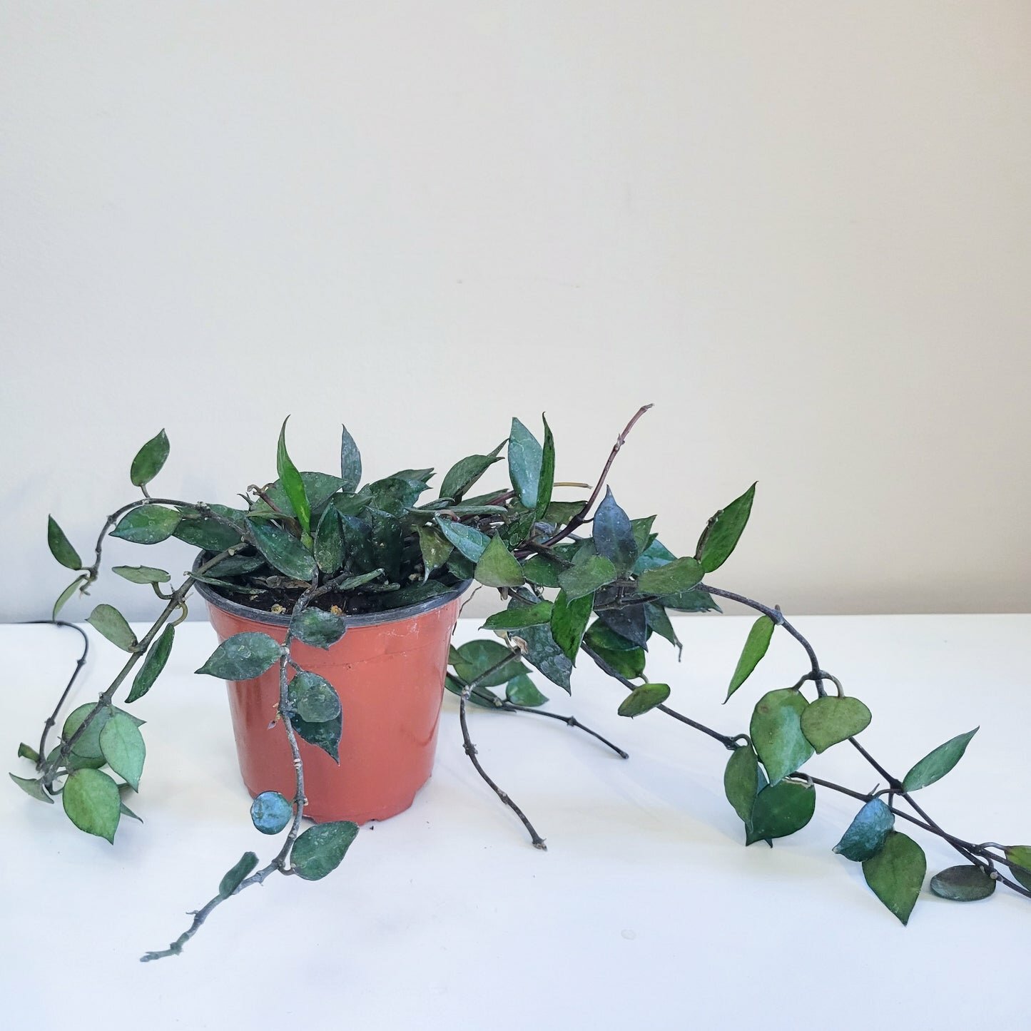 Hoya krohniana