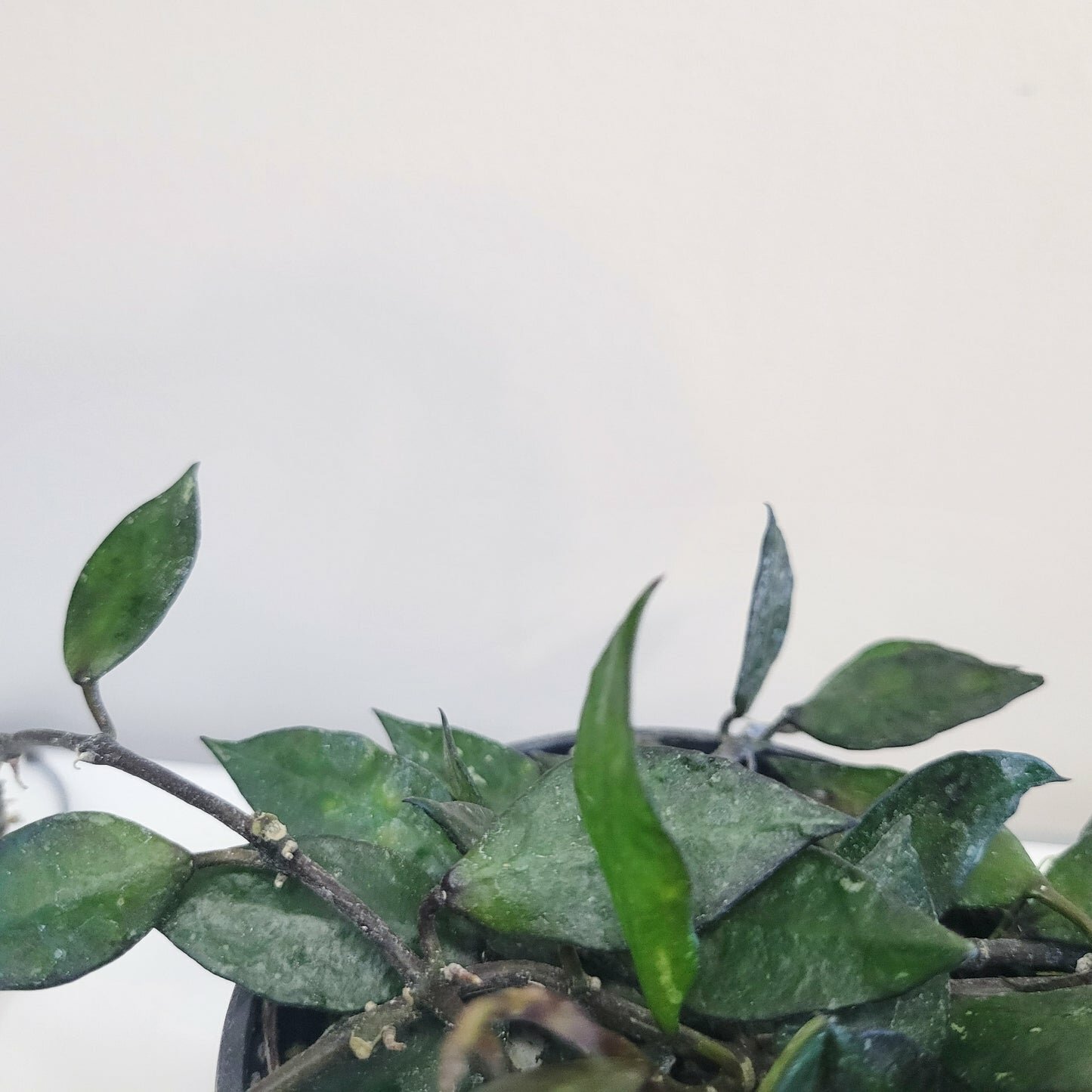 Hoya krohniana