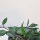 Hoya krohniana