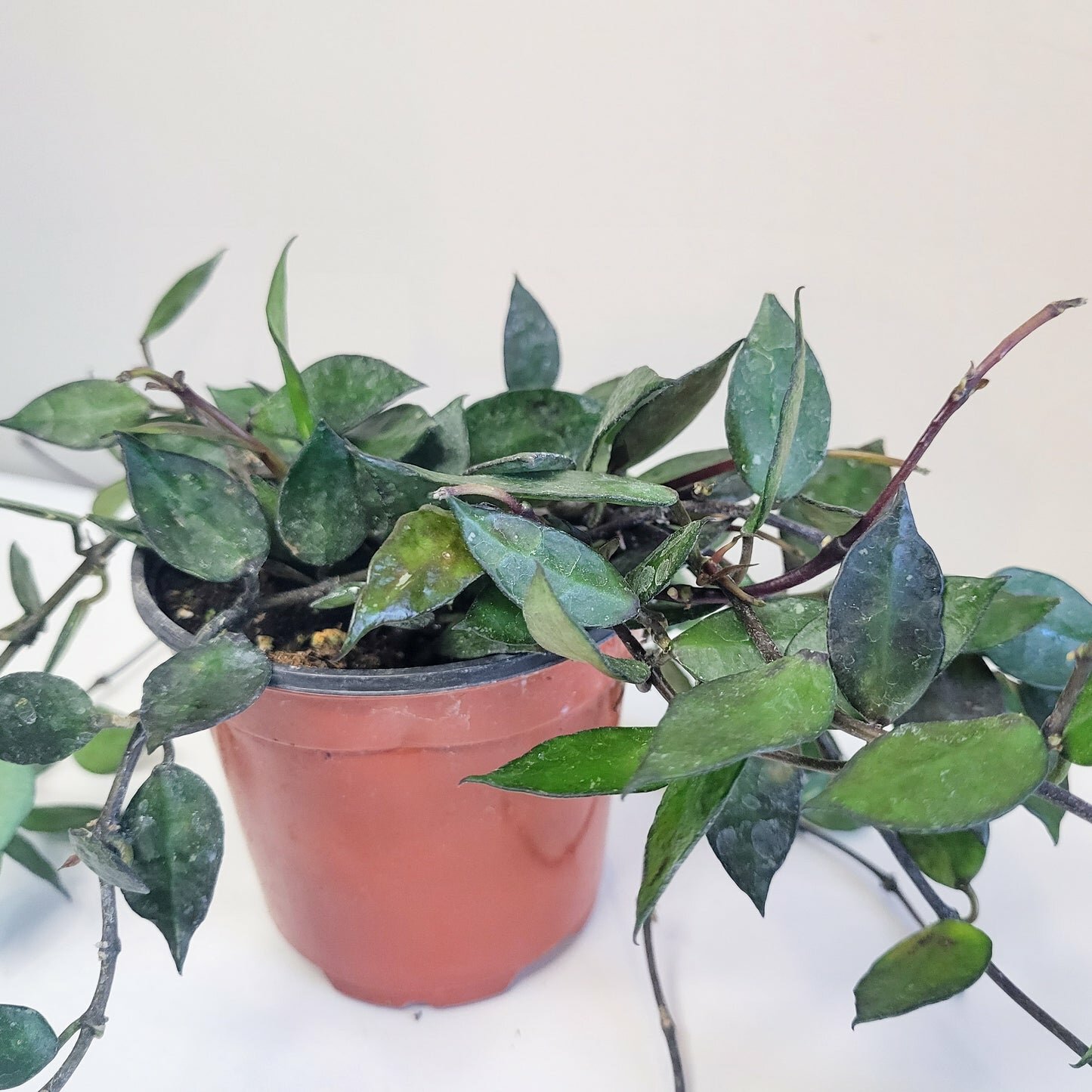 Hoya krohniana