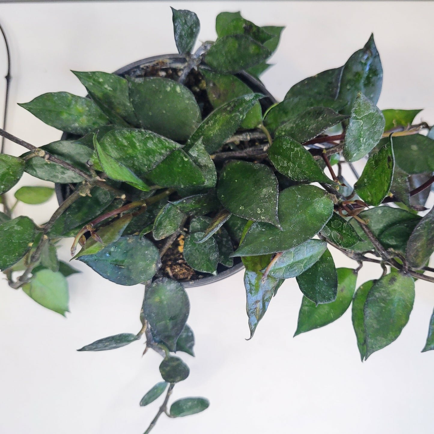 Hoya krohniana