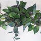 Hoya krohniana