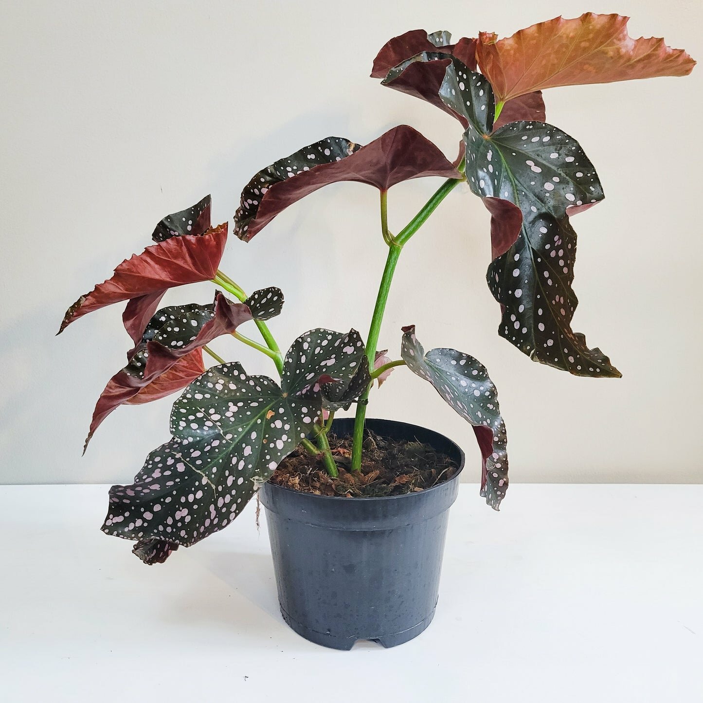 Begonia sp. 'Cracklin' Rosie'