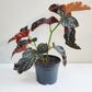 Begonia sp. 'Cracklin' Rosie'