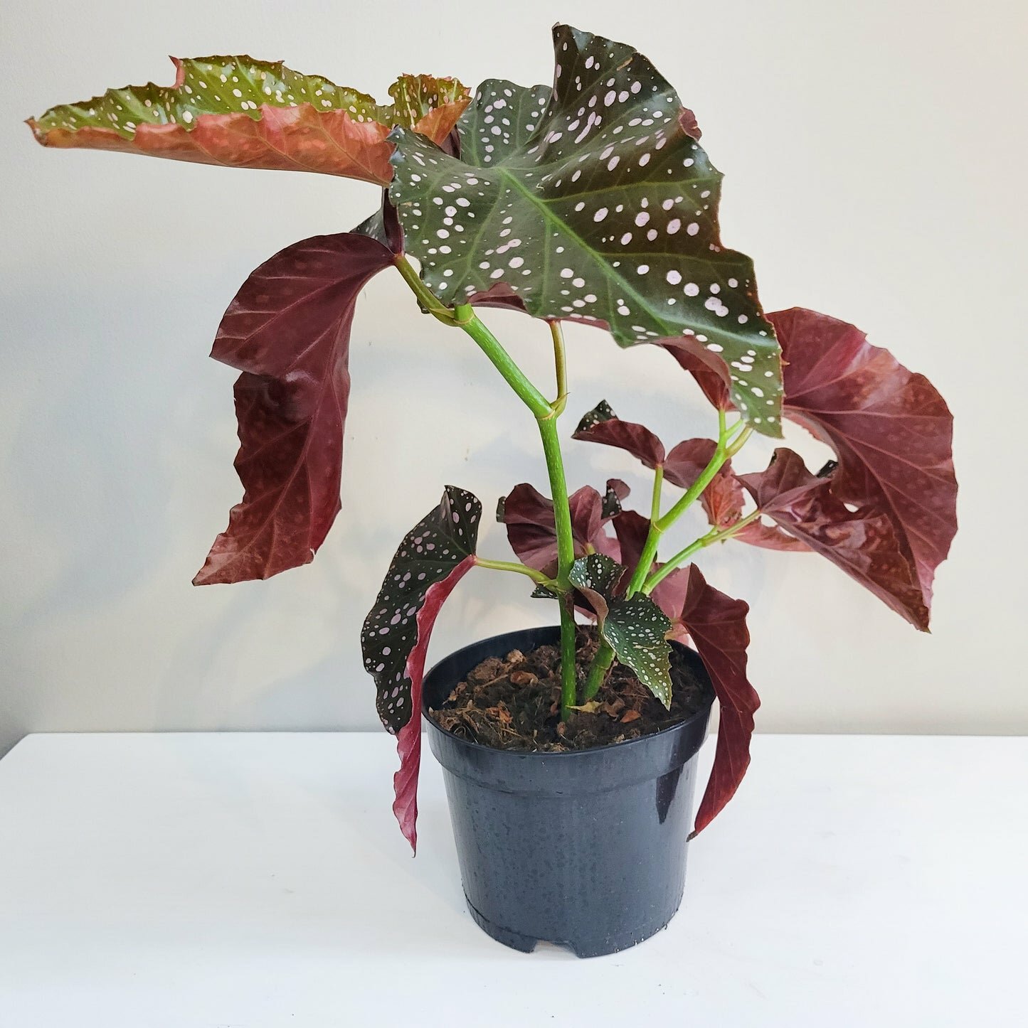 Begonia sp. 'Cracklin' Rosie'
