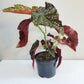 Begonia sp. 'Cracklin' Rosie'
