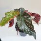 Begonia sp. 'Cracklin' Rosie'
