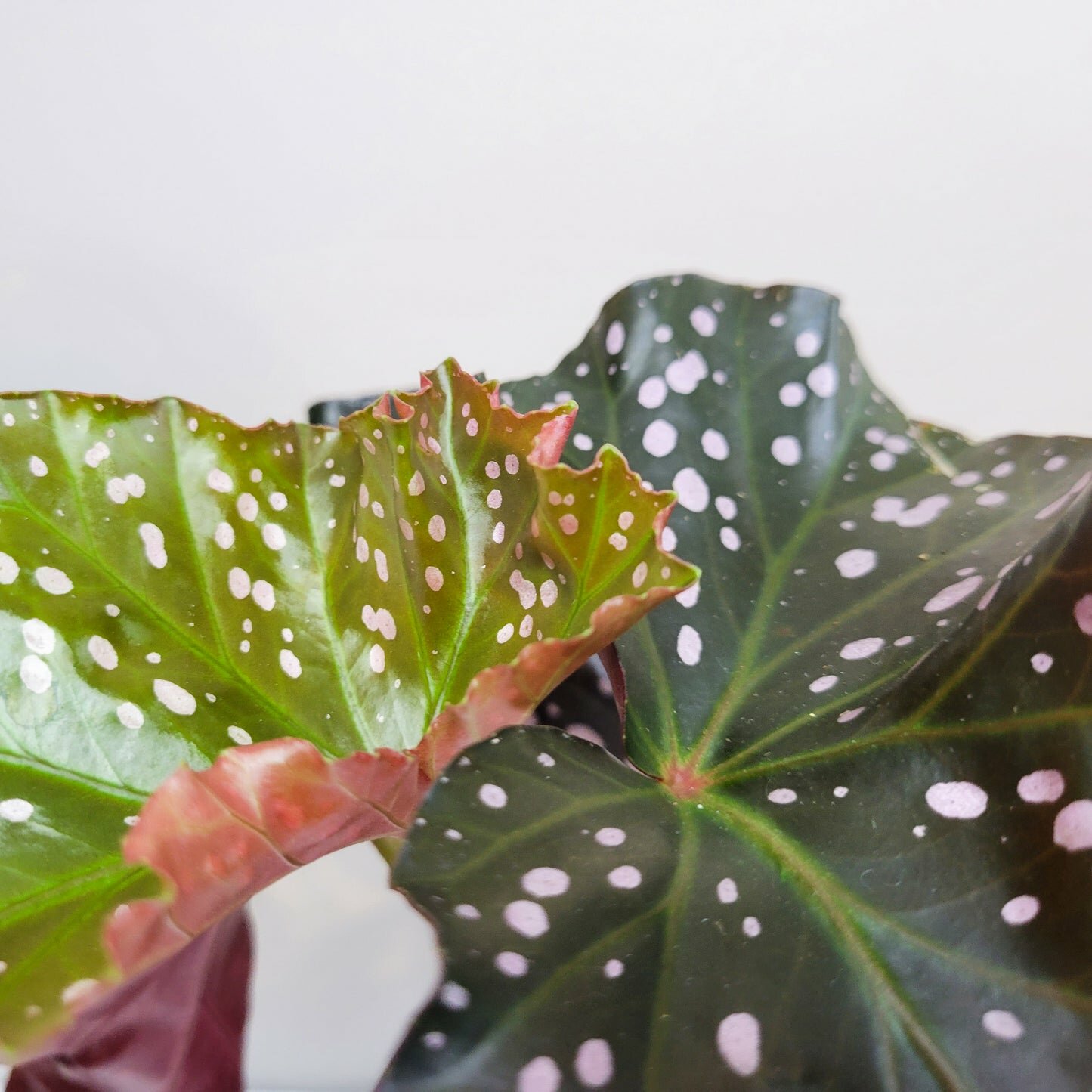 Begonia sp. 'Cracklin' Rosie'