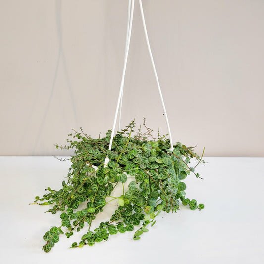 Peperomia prostrata- String of Turtles