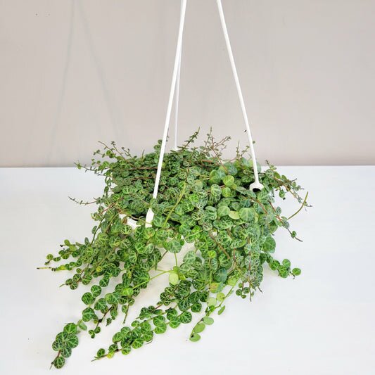 Peperomia prostrata- String of Turtles