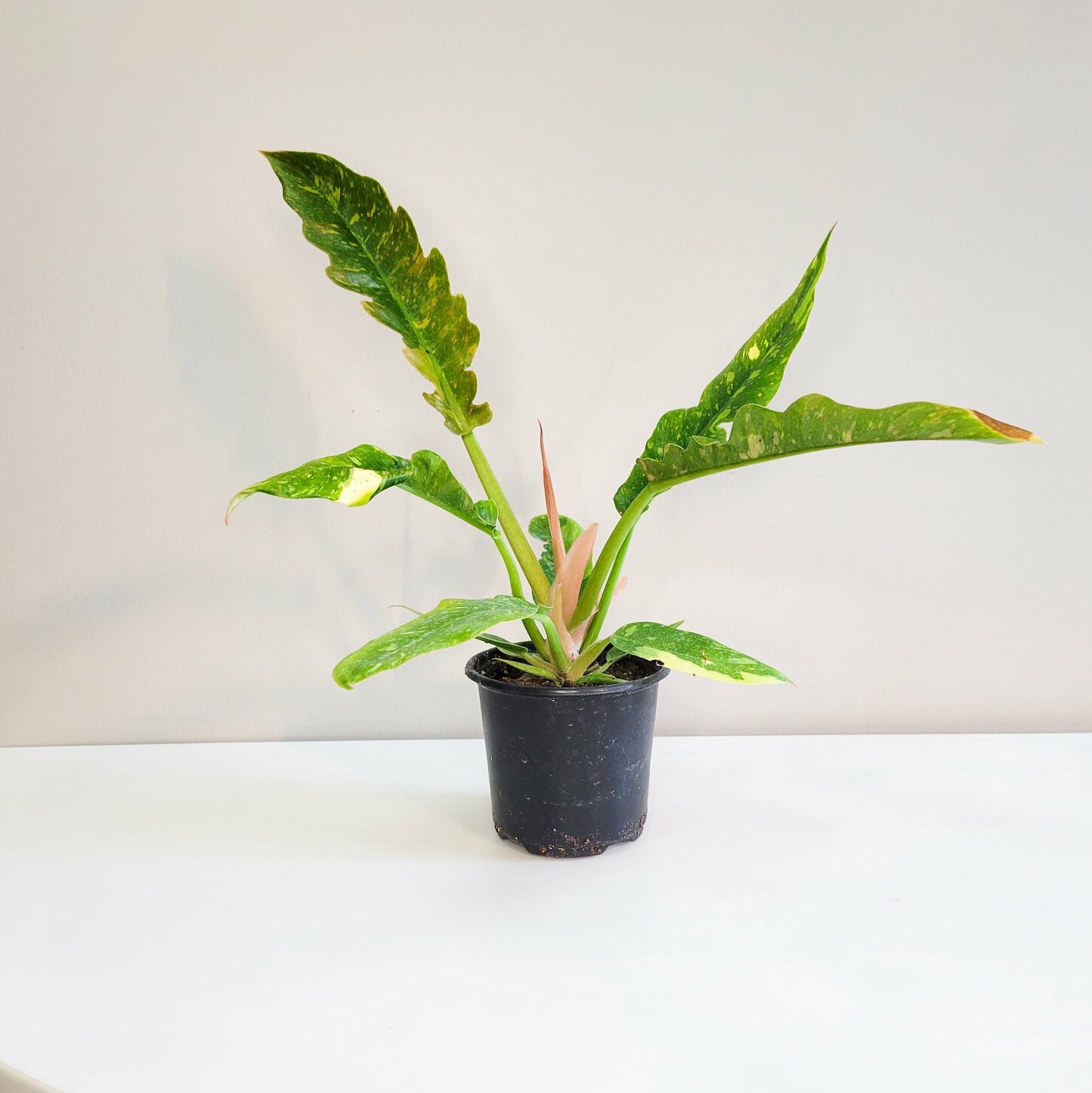 Perfectly imperfect - Philodendron Ring of Fire