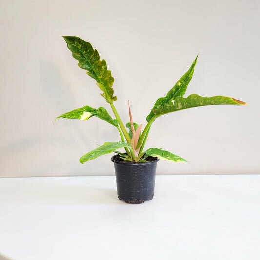 Perfectly imperfect - Philodendron Ring of Fire
