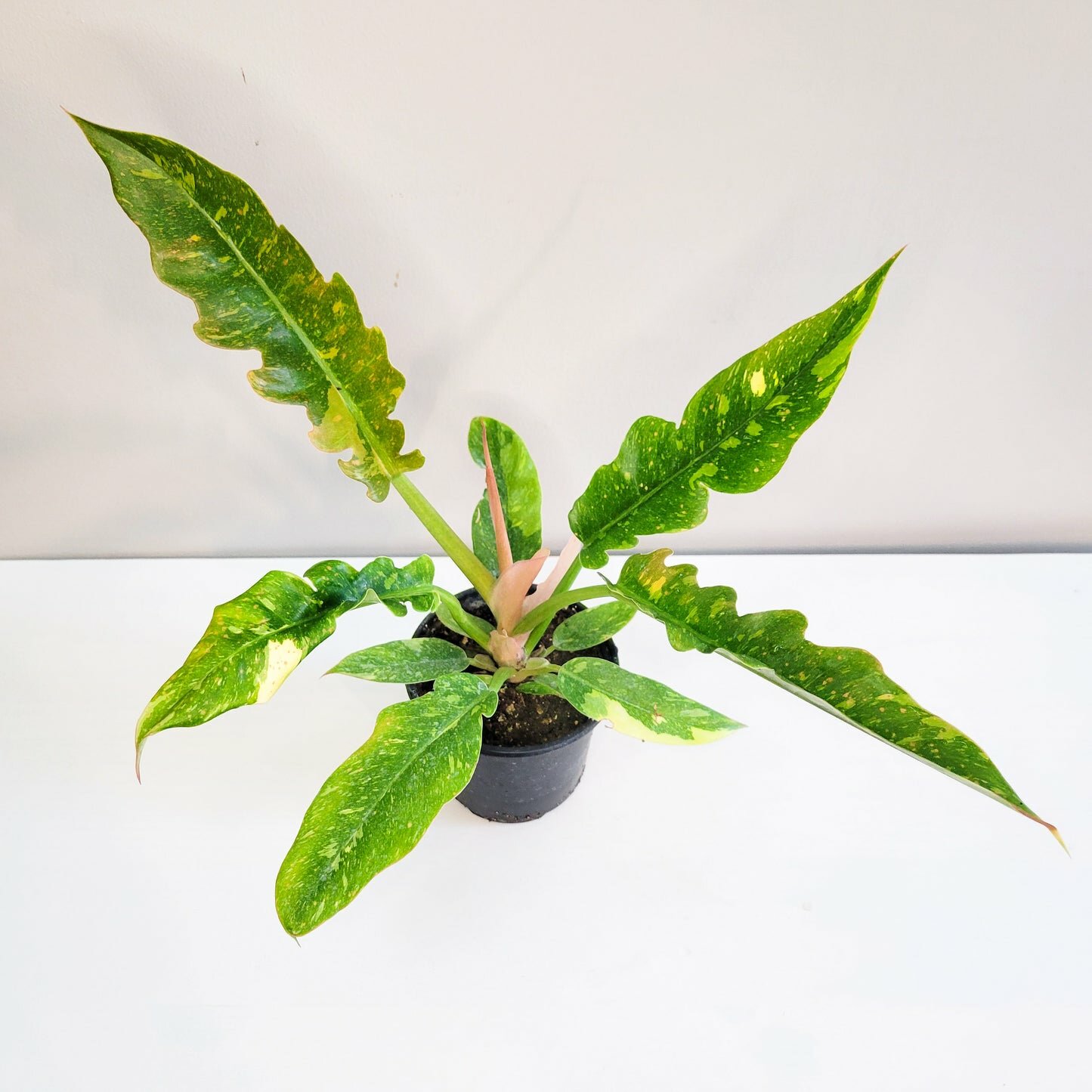 Perfectly imperfect - Philodendron Ring of Fire