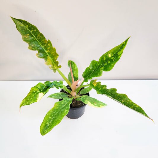 Perfectly imperfect - Philodendron Ring of Fire