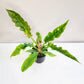 Perfectly imperfect - Philodendron Ring of Fire