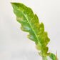 Perfectly imperfect - Philodendron Ring of Fire