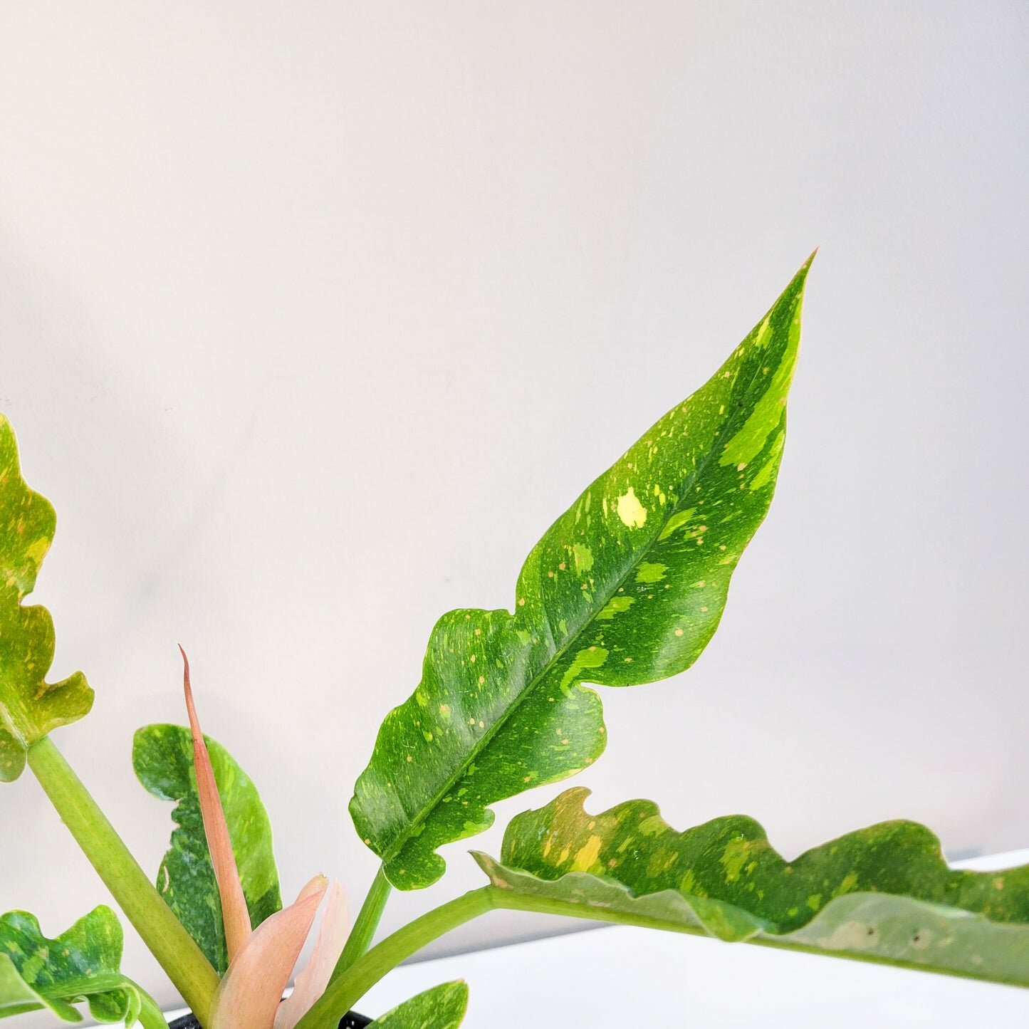 Perfectly imperfect - Philodendron Ring of Fire