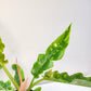 Perfectly imperfect - Philodendron Ring of Fire