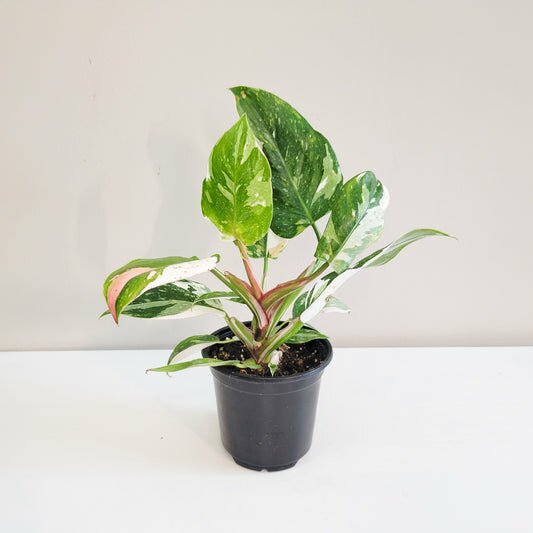 Perfectly imperfect - Philodendron White Princess