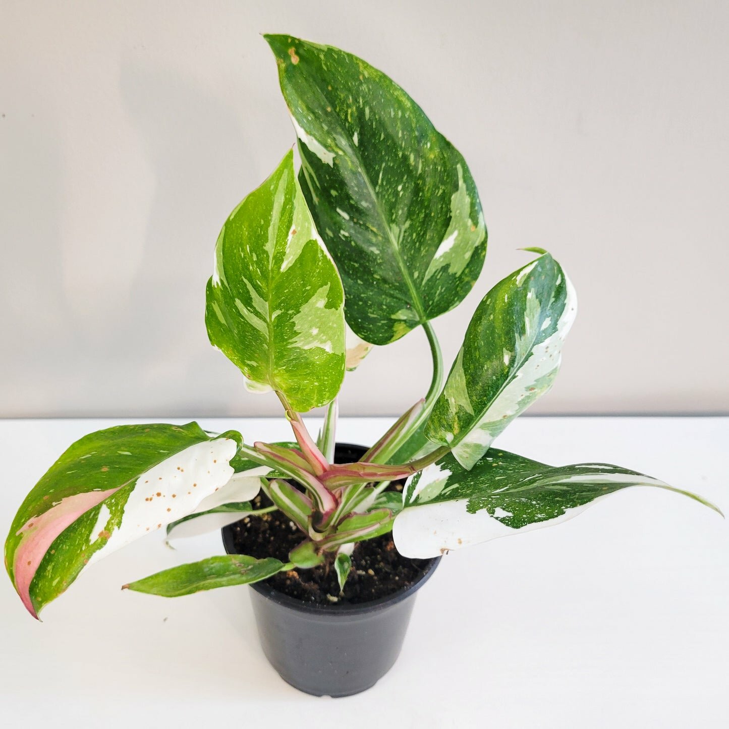 Perfectly imperfect - Philodendron White Princess