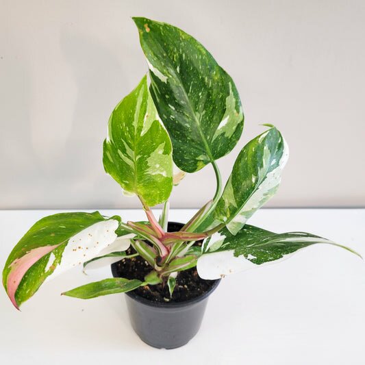 Perfectly imperfect - Philodendron White Princess