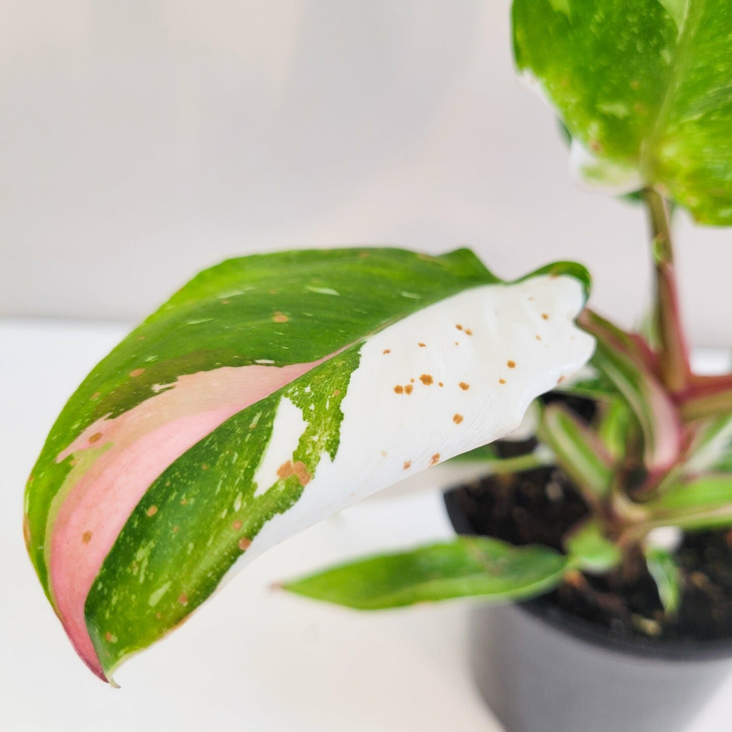 Perfectly imperfect - Philodendron White Princess