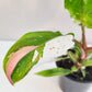 Perfectly imperfect - Philodendron White Princess