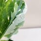 Perfectly imperfect - Philodendron White Princess