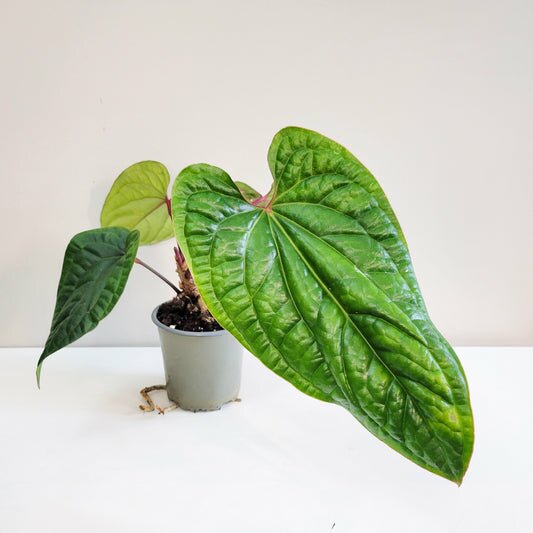 Perfectly imperfect - Anthurium radicans x luxurians
