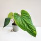 Perfectly imperfect - Anthurium radicans x luxurians
