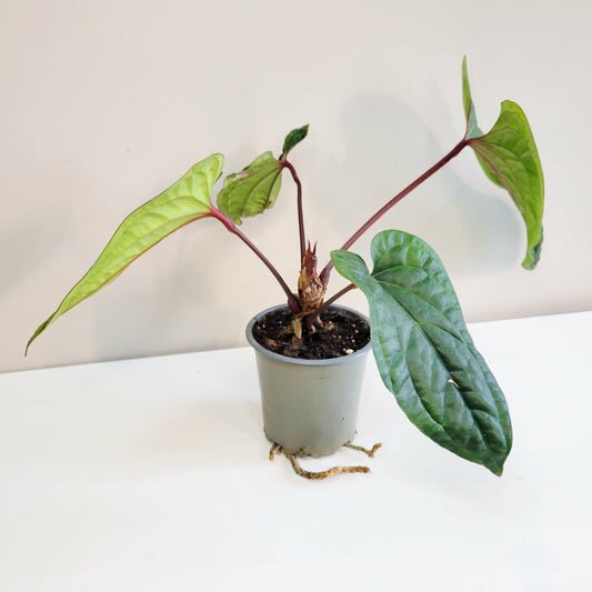 Perfectly imperfect - Anthurium radicans x luxurians