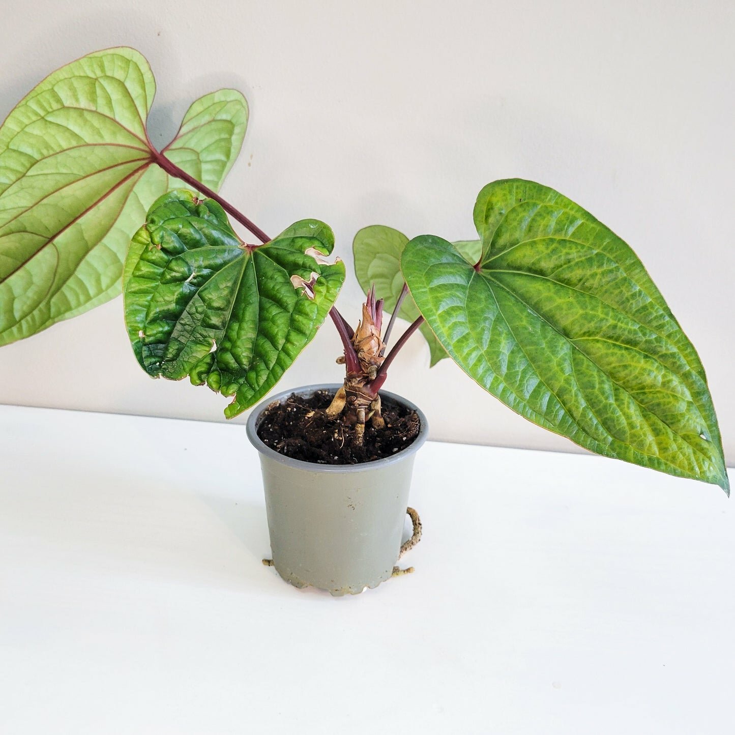 Perfectly imperfect - Anthurium radicans x luxurians