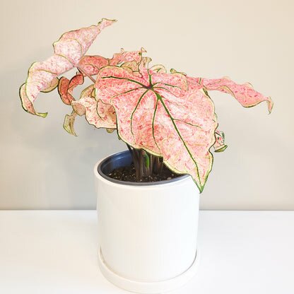 Caladium Sp - assortie