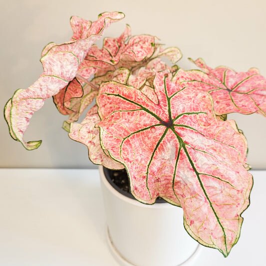 Caladium Sp - assortie