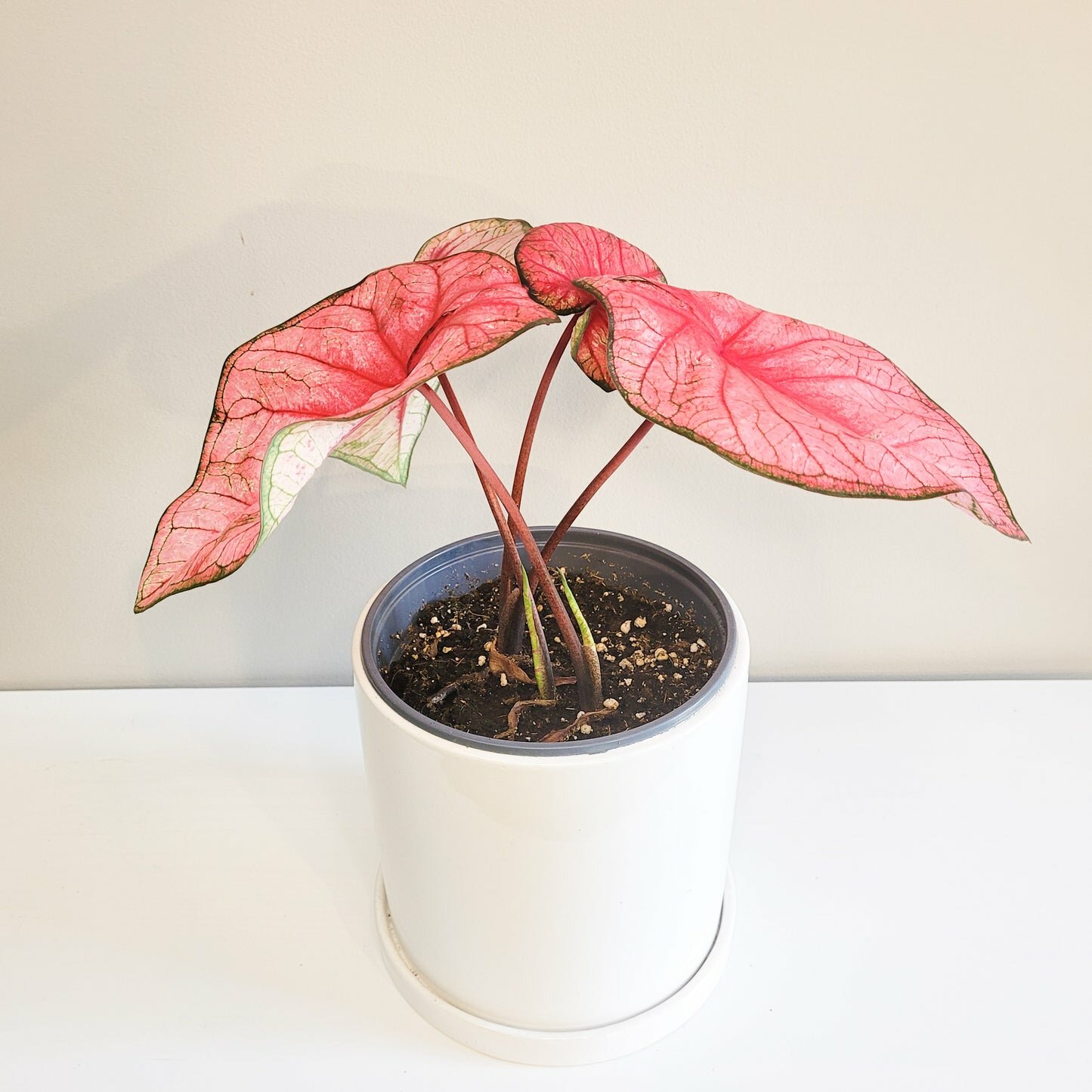 Caladium Sp - assortie