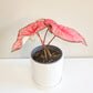 Caladium Sp - assortie