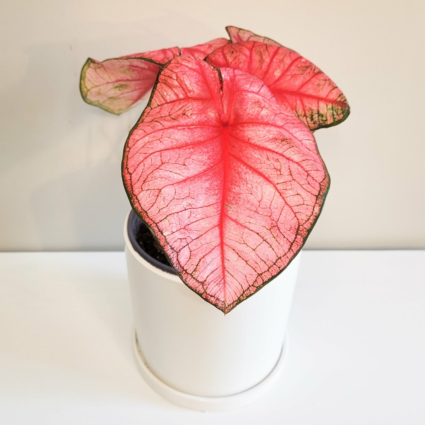 Caladium Sp - assortie