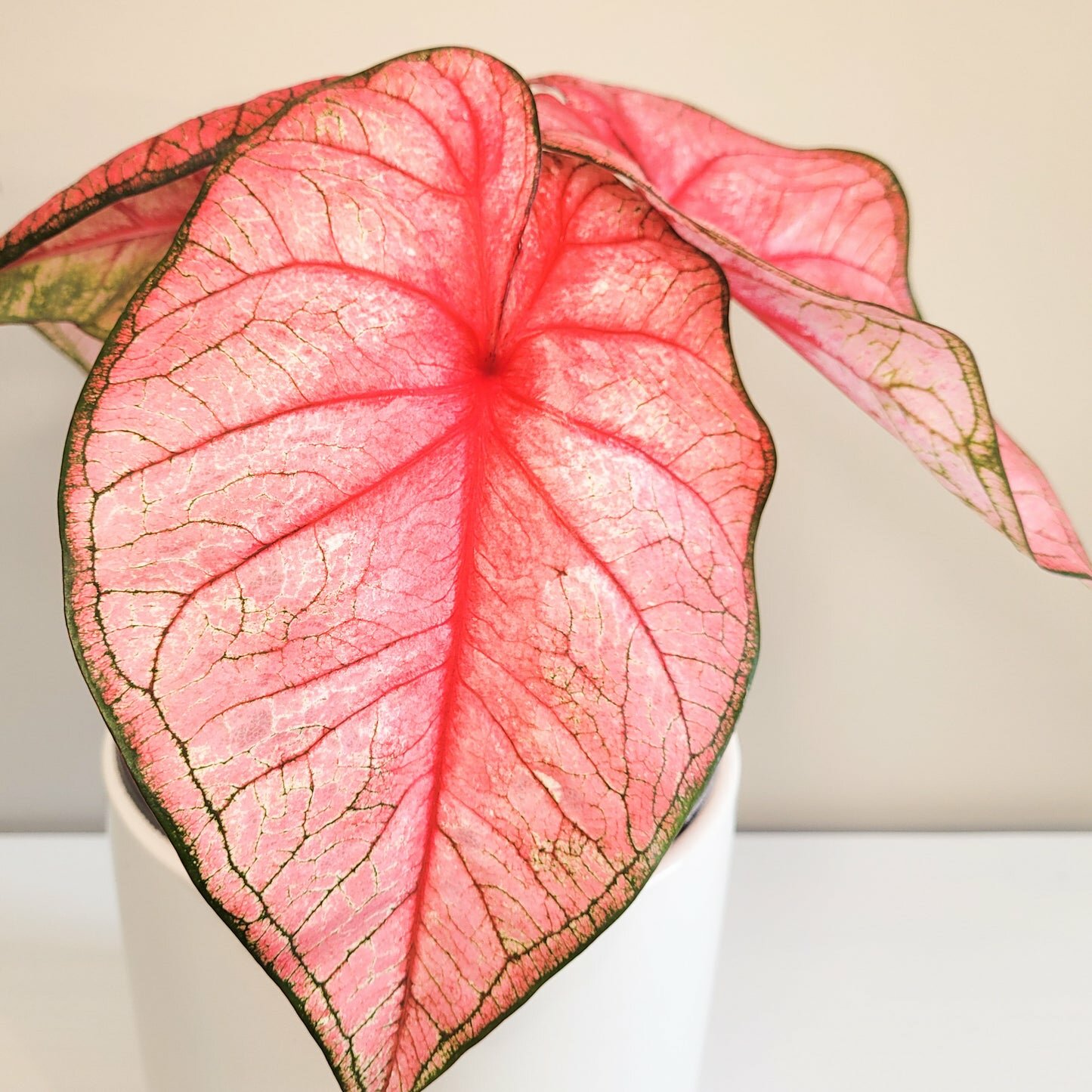 Caladium Sp - assortie