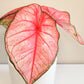 Caladium Sp - assortie